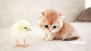 cat and duckling. they are lovely.
