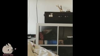 Cats Falls Compilation - Super Mario Bros Style 3