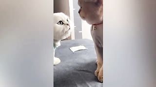 Cat and dog videos funny video