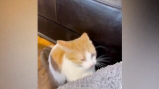 funy cat 5