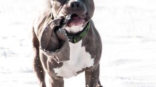 Dog breeds that have locked jaws!