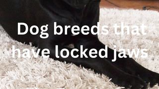 Dog breeds that have locked jaws! 2