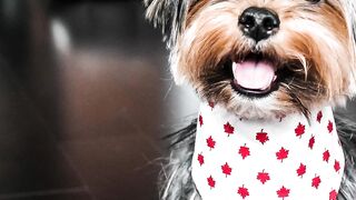 Smallest dog breeds!