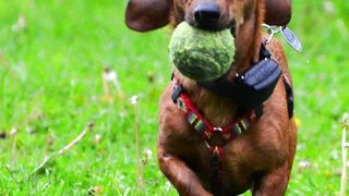 Do you ever find your dog displaying signs of jealousy!