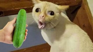 Chats et chiens les plus drôles !!!! Animaux drôles 2023 !! Partie 30