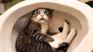 Chats et chiens les plus drôles !!!! Animaux drôles 2023 !! Partie 23