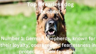 Top 6 fearless dog breeds!