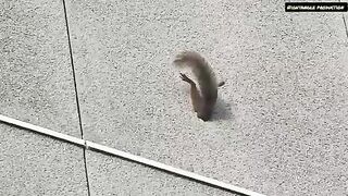 The Squirrel found too many Nuts