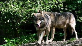 Dangerous Wolf