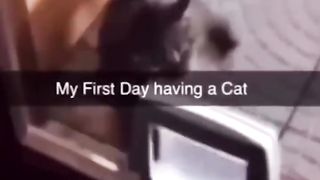 Funny Animal videos Of The Day