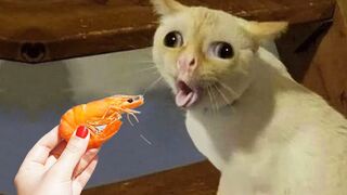 Chats et chiens les plus drôles !!!! Animaux drôles 2023 !! Partie 20