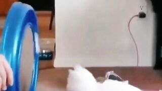 Funny Animals best Tiktok Videos