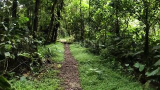 Forest In 4K - The Healing Power Of Nature Sounds | Forest Sounds | Scenic Relaxation Film