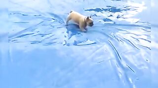 funny animals