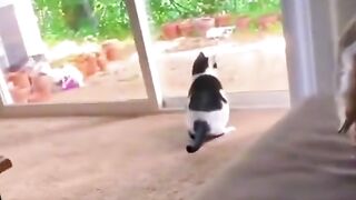 Приколы с животными