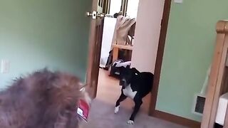animals gone wild