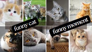 cat and dog memes