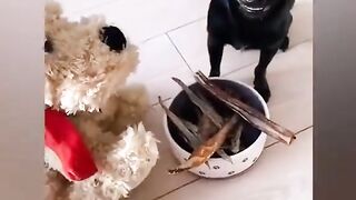 Funny and funny jokes with animals.  Fun 2022 , Super funny videos .  About everything