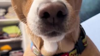 Funny and funny jokes with animals.  Fun 2022 , Super funny videos .  About everything