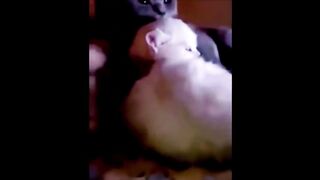 Relax Kitty.  Funny Cats and Cats.  Fun with cats