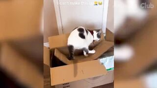 Funny dog and cat video