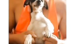 Dog whit "muscles"