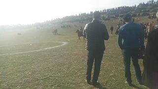 Horses