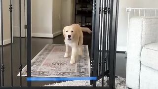 Puppy vs adult dog jump challenge