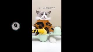Cats make food 2002 that little puff tiktok compilation