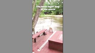 Cute Dogs (TikTok)