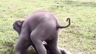 Sanctuary in Thailand and the elephant were in a playful mood