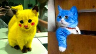 #14 Baby Cats Funny And Cute Videos Compilation