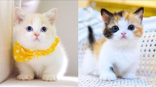 #15 Baby Cats Funny And Cute Videos Compilation