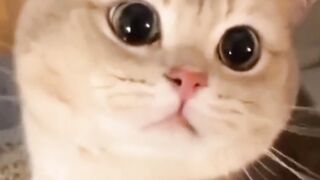 kitten calling calling