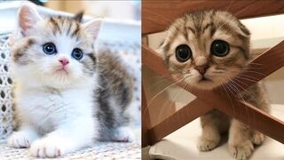 #18 Baby Cats Funny And Cute Videos Compilation