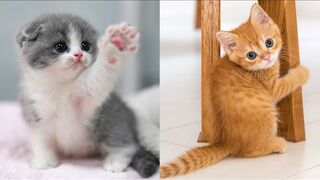 #19 Baby Cats Funny And Cute Videos Compilation