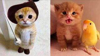 #20 Baby Cats Funny And Cute Videos Compilation