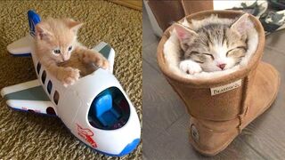 #21 Baby Cats Funny And Cute Videos Compilation