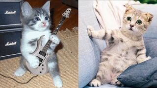 #22 Baby Cats Funny And Cute Videos Compilation