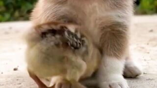 Funny and cute dogs