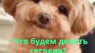 Приколы с животными