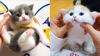 #23 Baby Cats Funny And Cute Videos Compilation