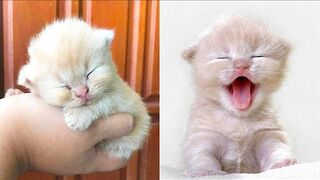 #24 Baby Cats Funny And Cute Videos Compilation
