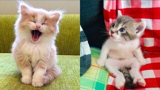 #25 Baby Cats Funny And Cute Videos Compilation