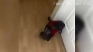 Funny Animal Videos 2022 ???? - Best Dogs And Cats Videos ???????? #29