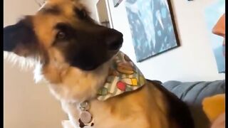 When Your Dog Is More Cute And Funny