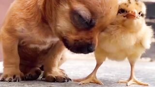 Lovely pet