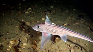 The Ghosts Fish Of The Ocean _ Animalogic.