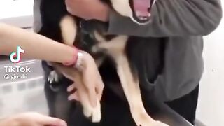 Doge injection funny moment ????????