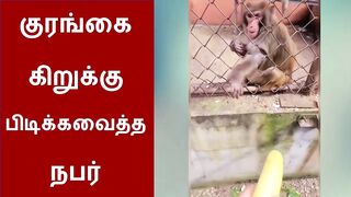 மனிதரால் கோபத்தில் குரங்கு செய்த செயல்